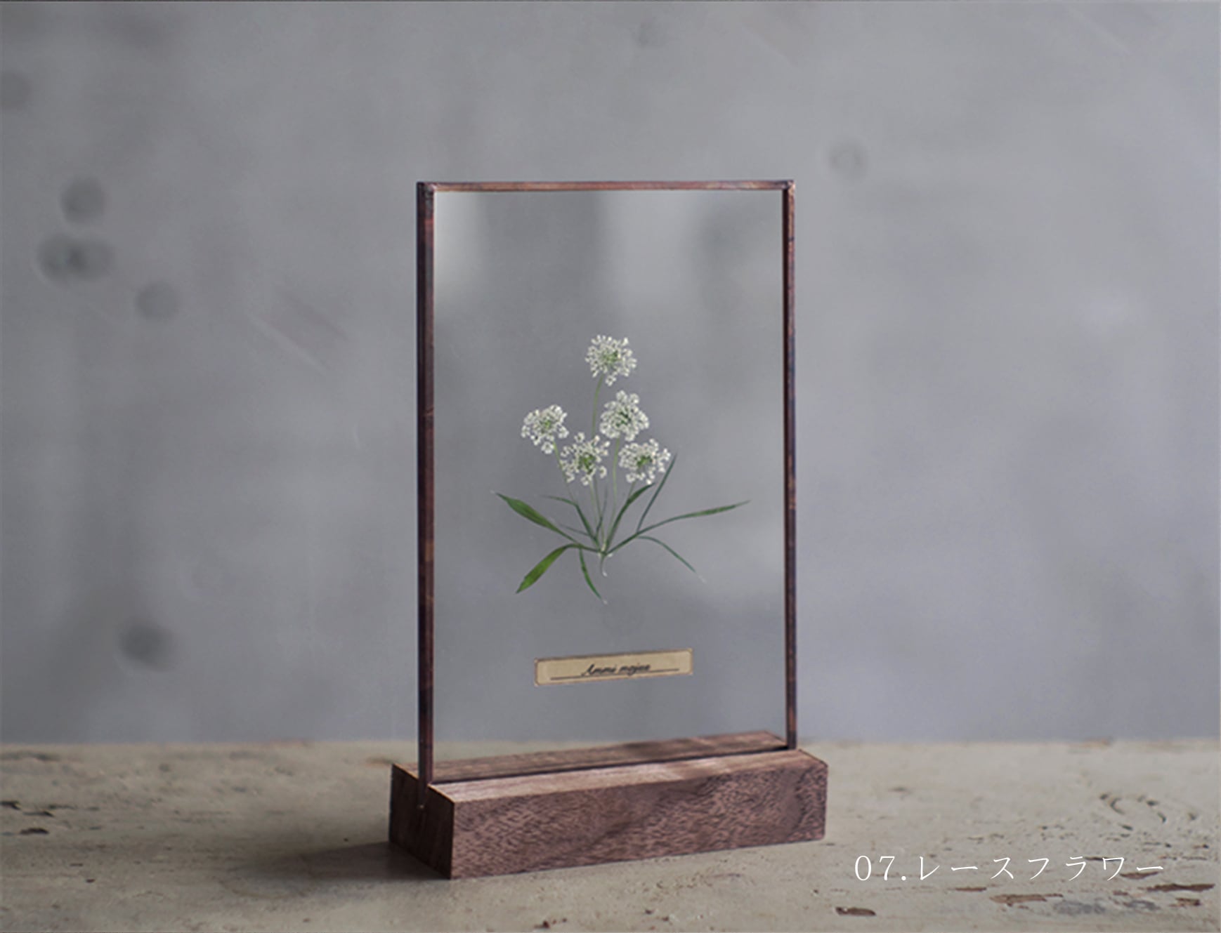 Glass specimen ~季節のガラス標本 ~ | はいいろオオカミ＋花屋西別府商店