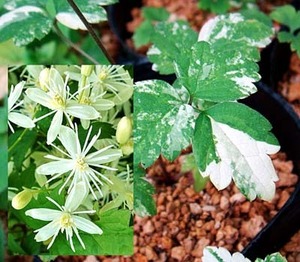 斑入りボタンヅル　C.apiifolia ‛Variegata’　-ビダルバ系　O-B3