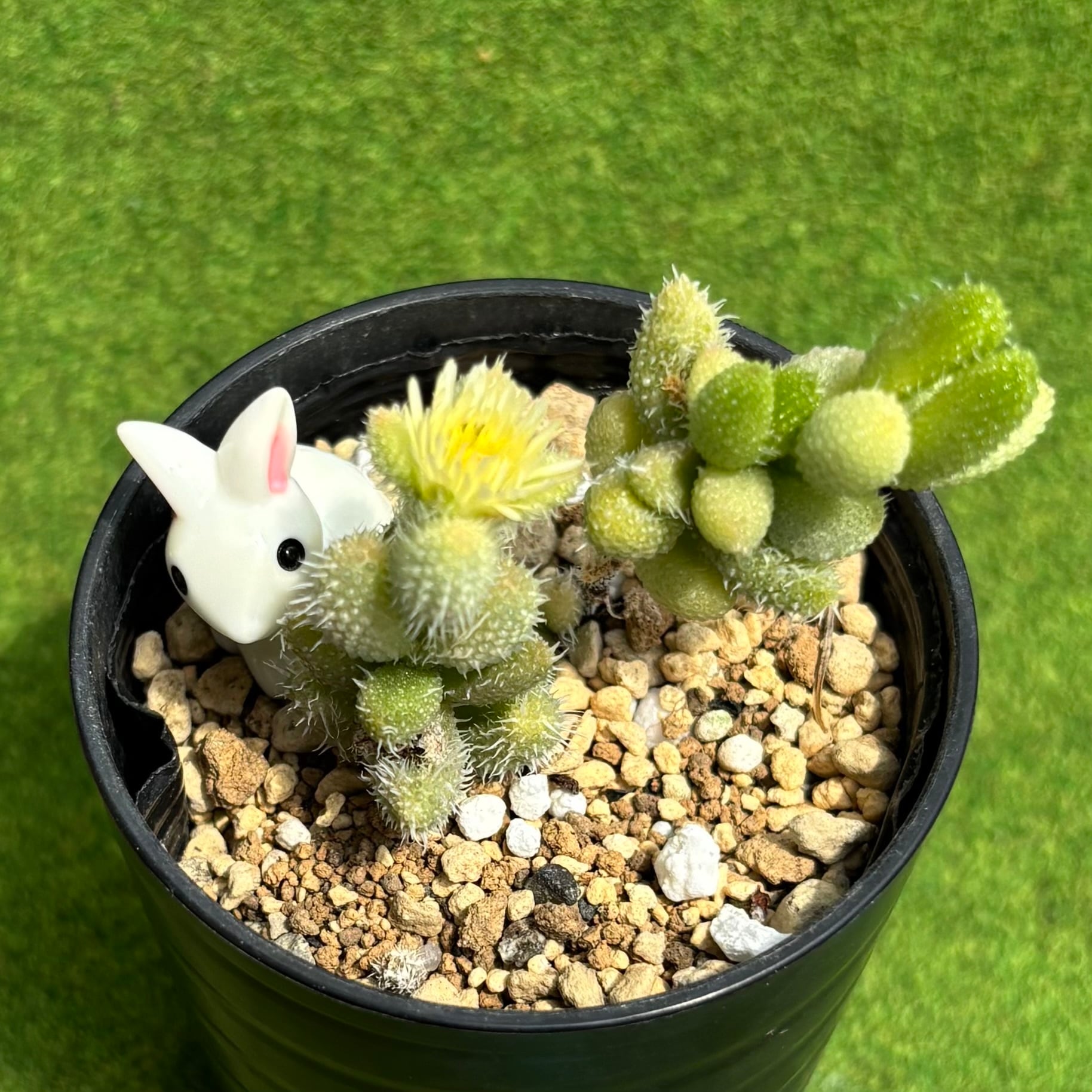 Top【選抜株】多肉植物　24036チャーム　ゴールド 15個　鉢無し/脱土 新入荷 多肉植物 ドロサンテマム キラキラ ルビー 抜き苗 5cm鉢 1株