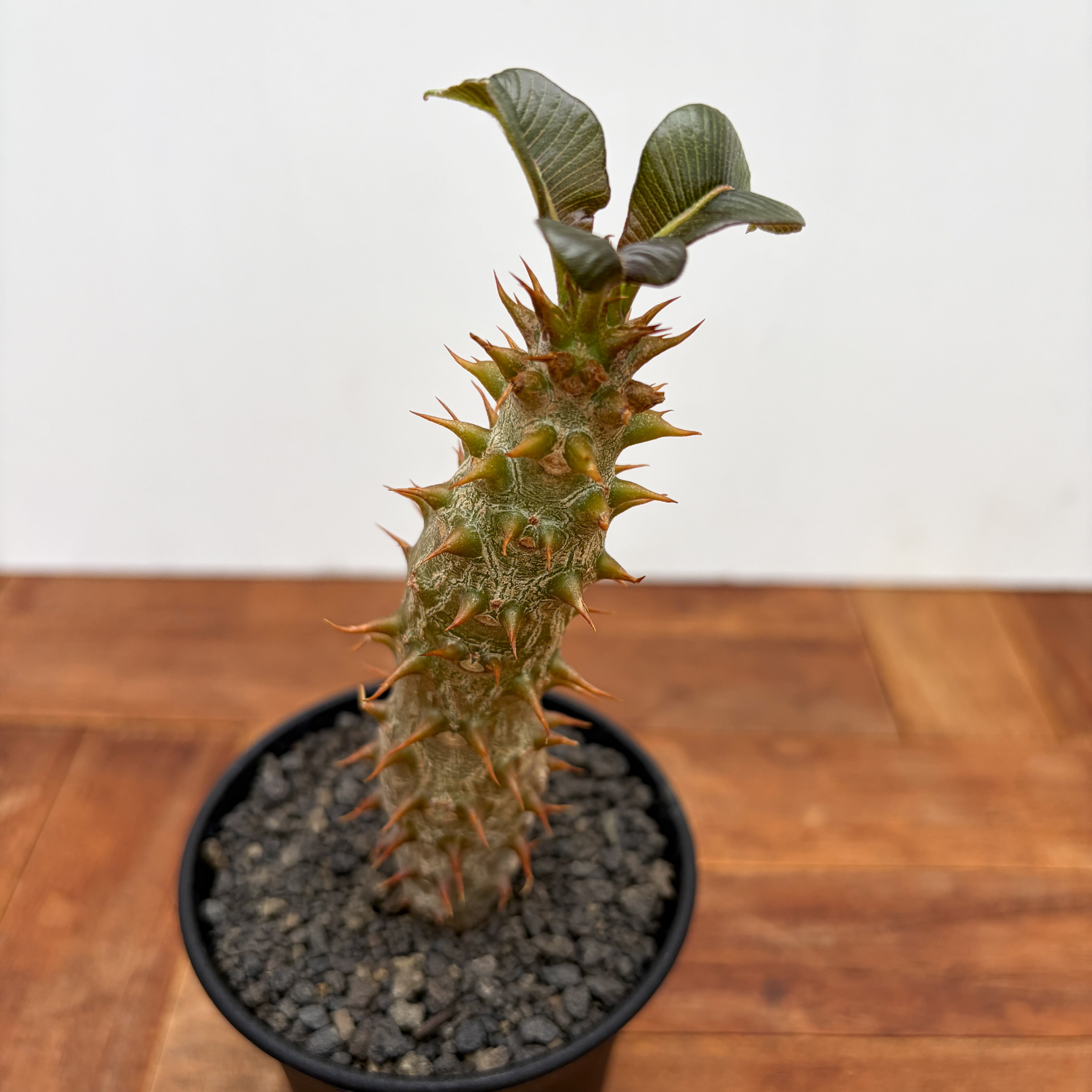 Pachypodium baronii【パキポディウム・バロニー・実生】 | RIMO'S
