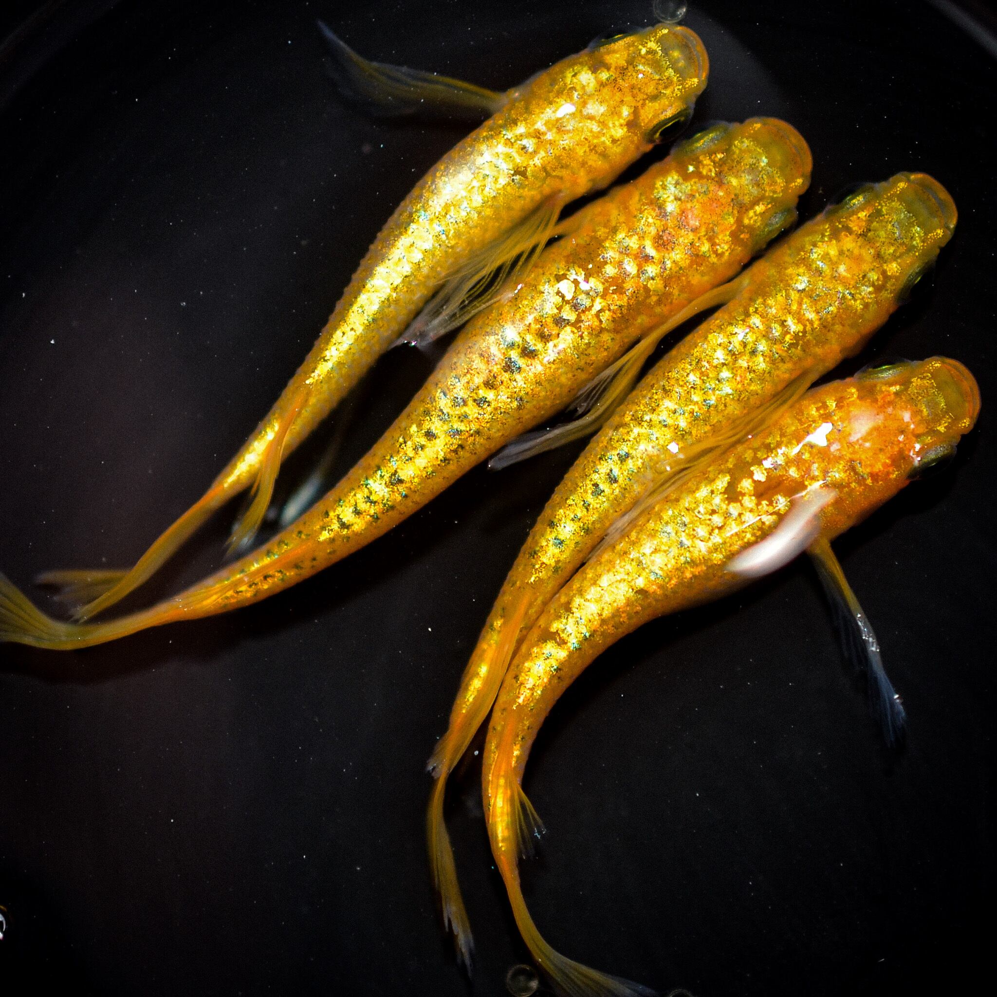 【BIO-LABO】　現物個体　【オーロラ黄ラメ　新系統メダカ】雄4　雌3　a-4 オーロラ黄ラメ幹之 新系統 メダカ めだか (1) （Mサイズ） 2ペア