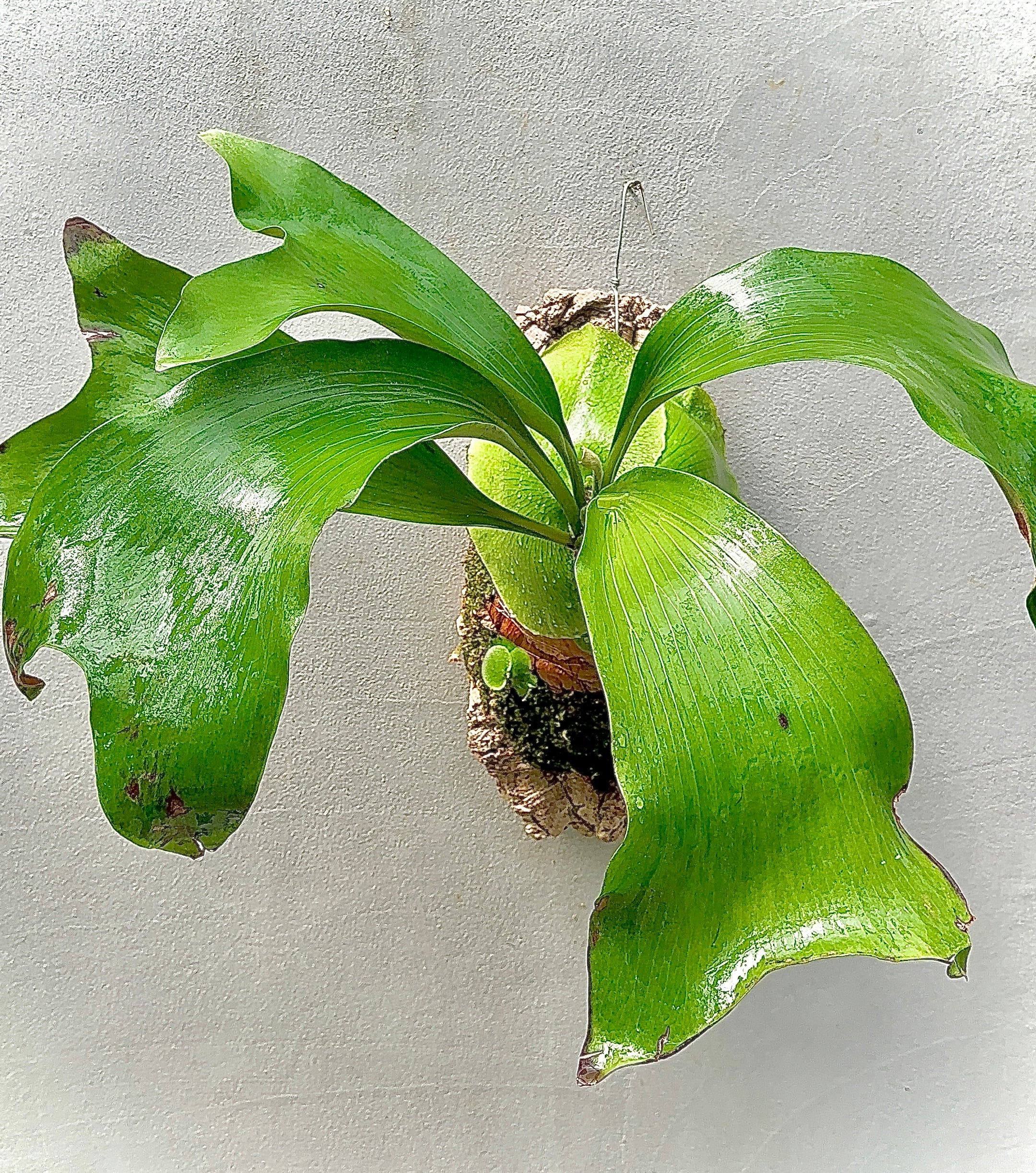 P. coronarium 'Wai Wai' ビカクシダ コロナリウム 'ワイワイ