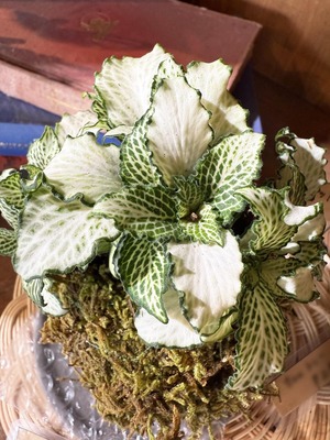 フィットニア(苔玉）