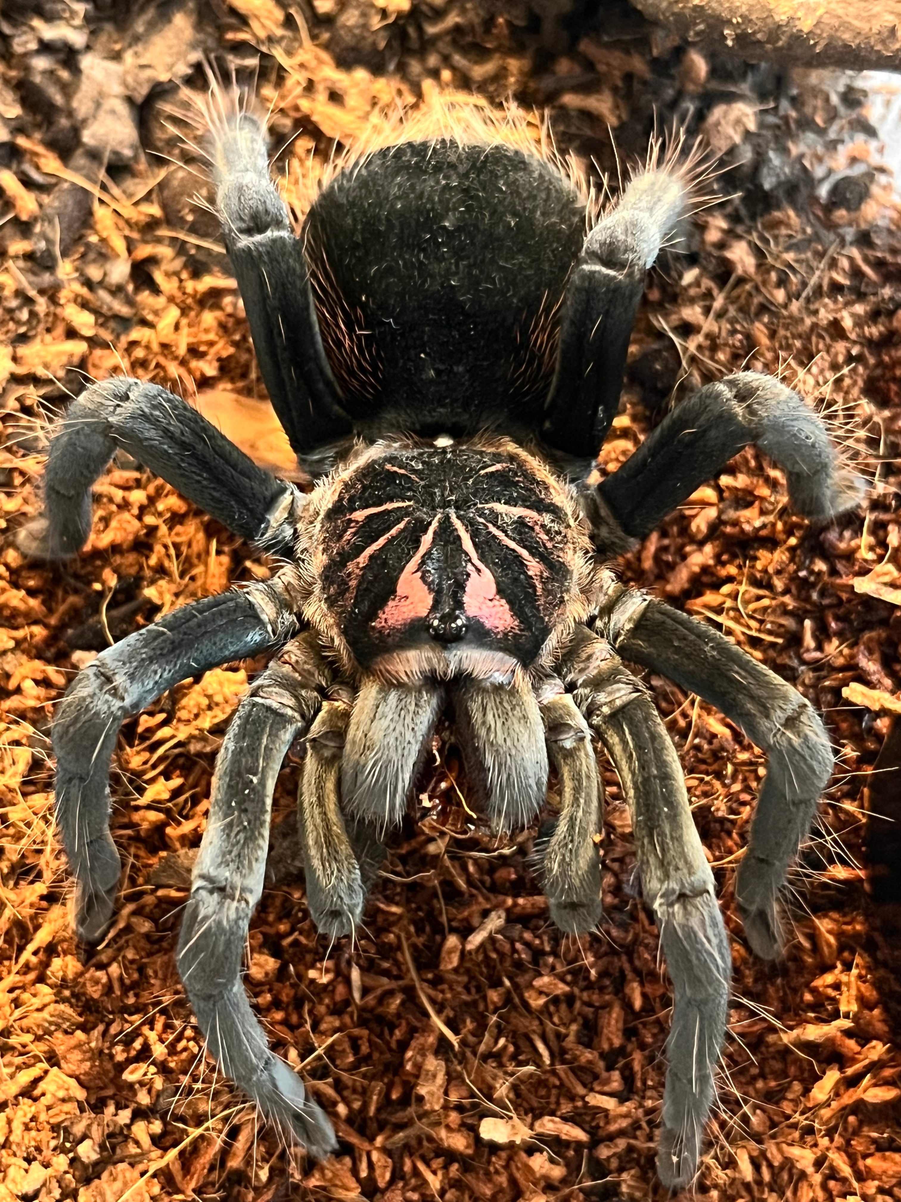 Xenesthis | オモニキチュウ