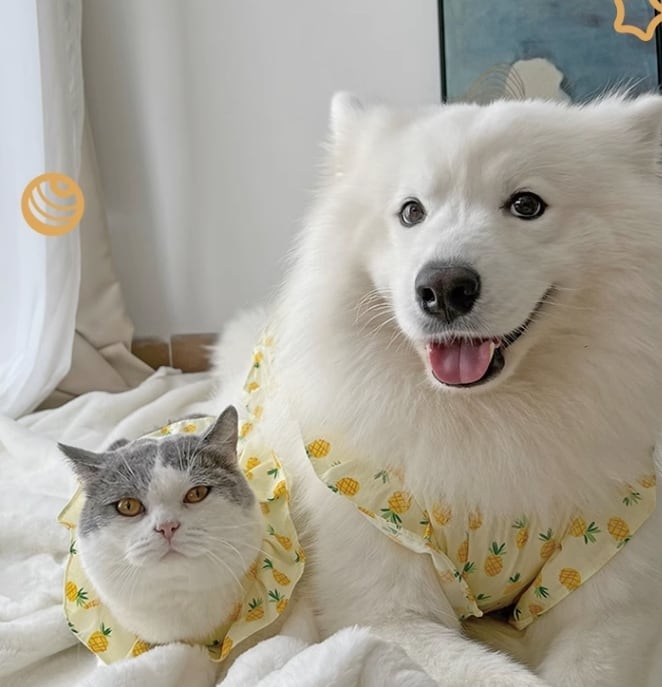 ドッグ 犬 中型犬 小型犬 大型犬 ウェア 室内着 ワンピース インナー