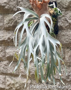 P.Vanilla icecream【artPLANTs/PLANTS GARAGE 】ビカクシダ/Platycerium