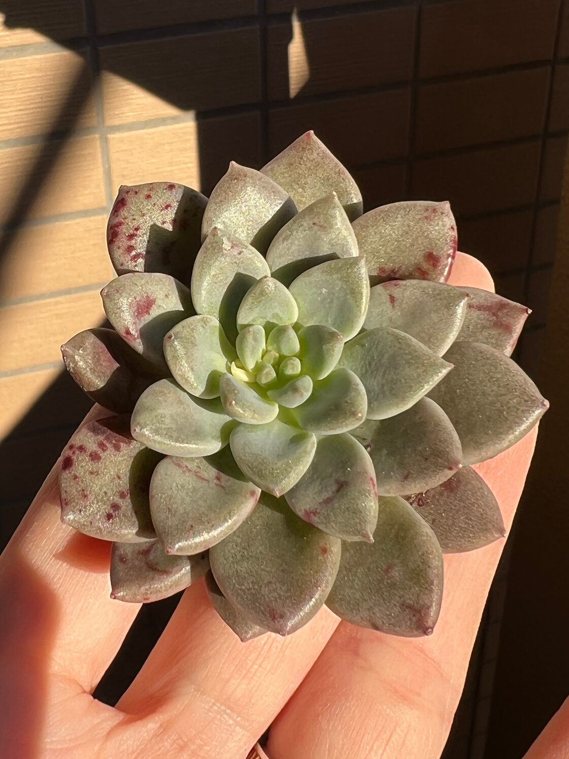 エルメス グラプトペタルム 韓国苗 多肉植物 | Pay ID