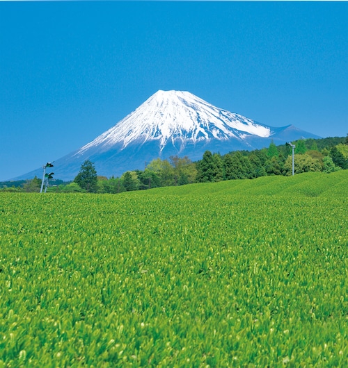 世界農業遺産茶　50g×２の商品画像3