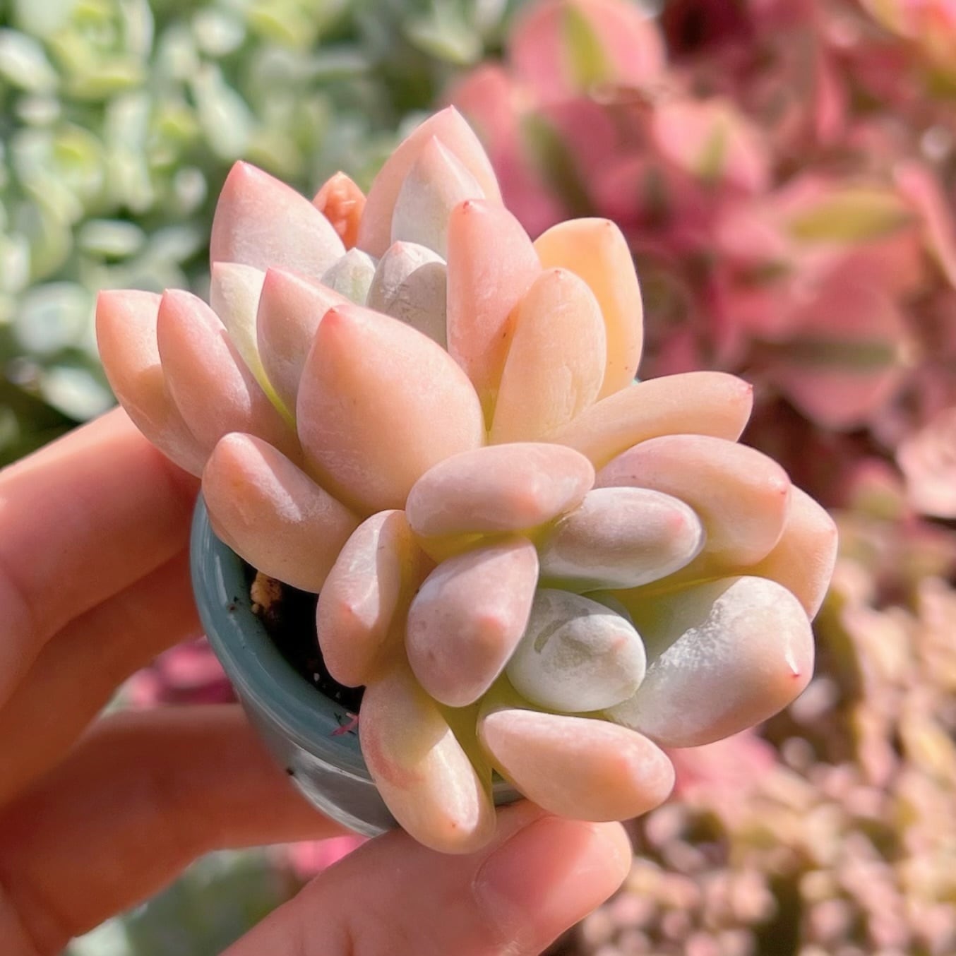 多肉植物　エケベリア 香水　古株群生 鉢土付き 多肉植物 エケベリア 香水 古株群生 鉢土付き