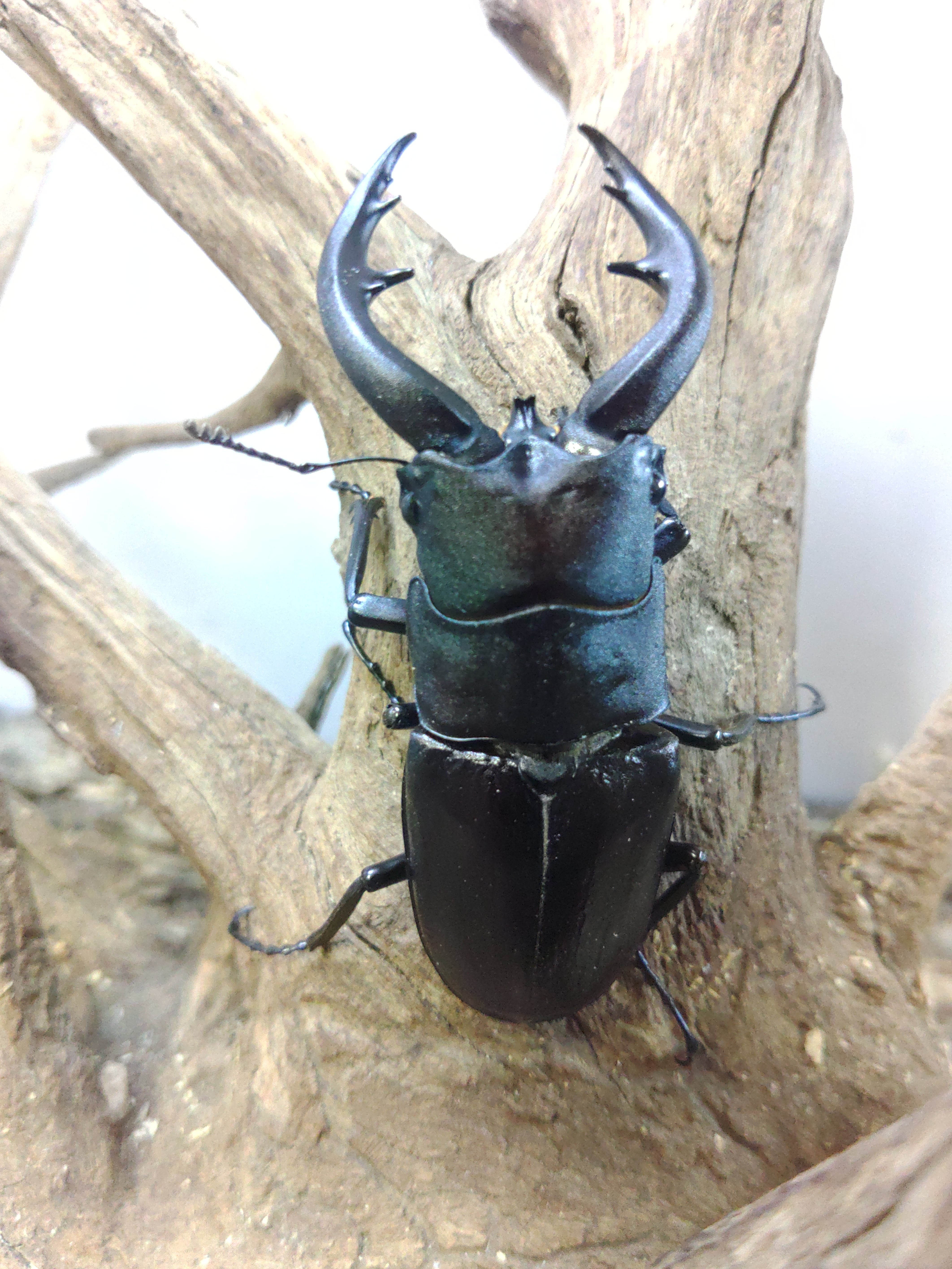 マンディブラリスフタマタクワガタ ♂70㎜単体 | くわバカおやじ