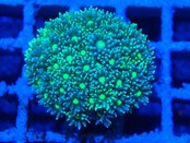 Goniopora FromMakassar