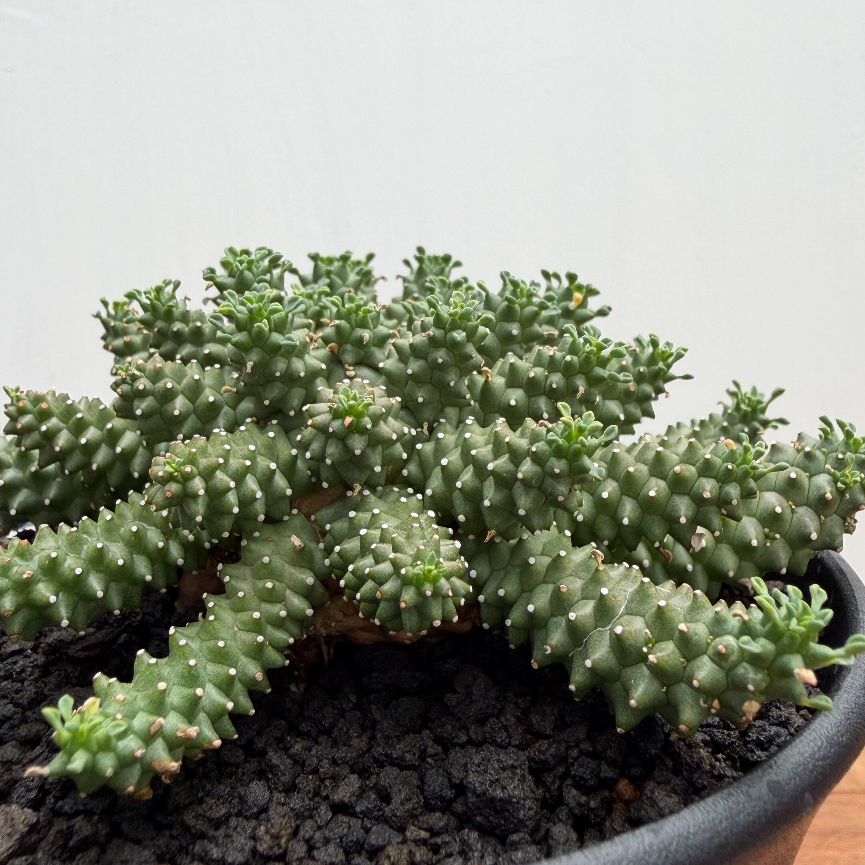 Euphorbia atroviridis【ユーフォルビア・アトロビリディス】 | RIMO'S
