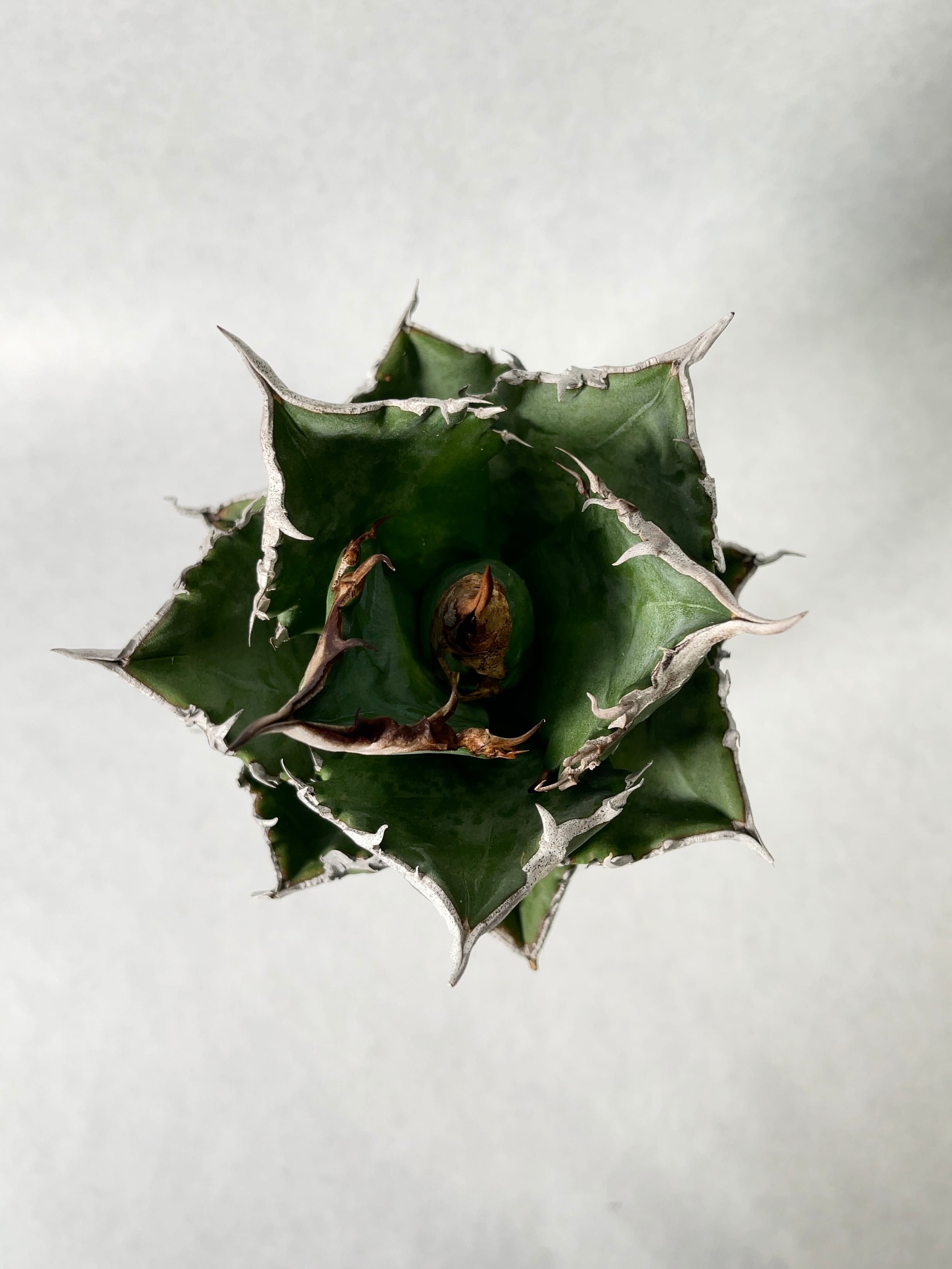 アガベ・ホワイトファイヤー 5 | trigger