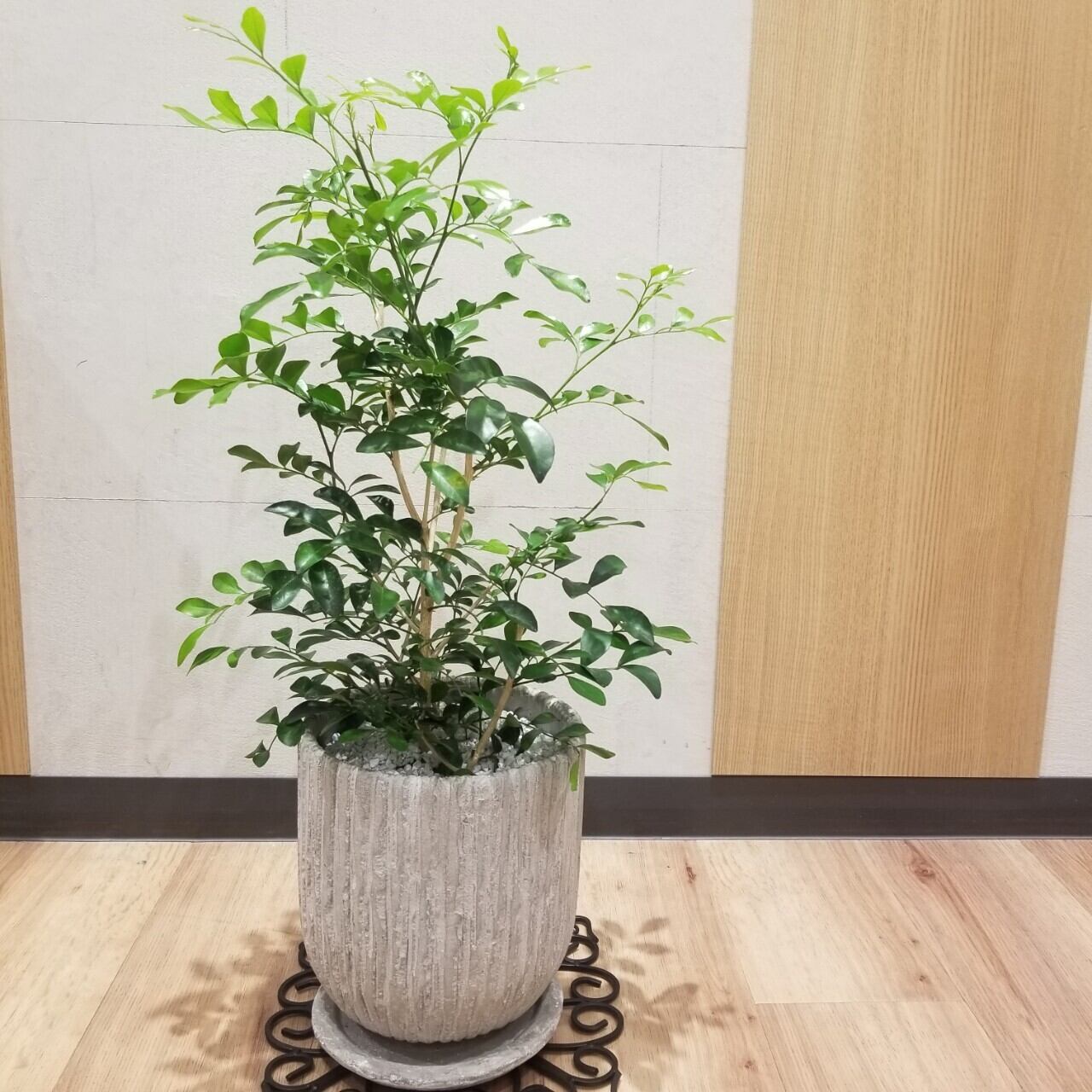 一点もの シルクジャスミン 観葉植物 ゲッキツ ギフト 植物 ギフト シルクジャスミン陶器 花咲く観葉植物 シルクジャスミンおすすめ フラワーギフト専門店 Conoka Online Shop お花や観葉植物で記念日を彩る