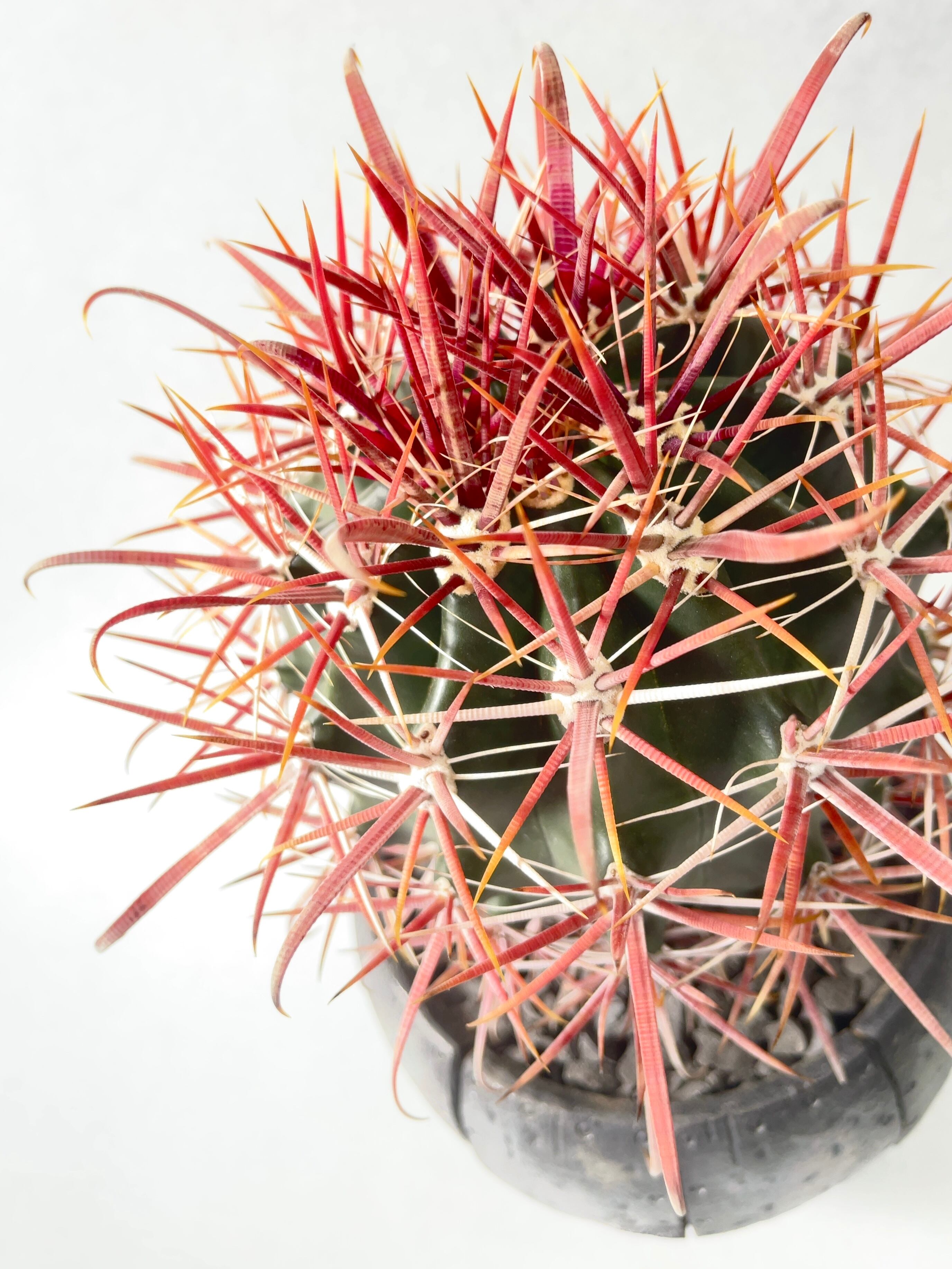 フェロカクタス・刈穂玉 | trigger