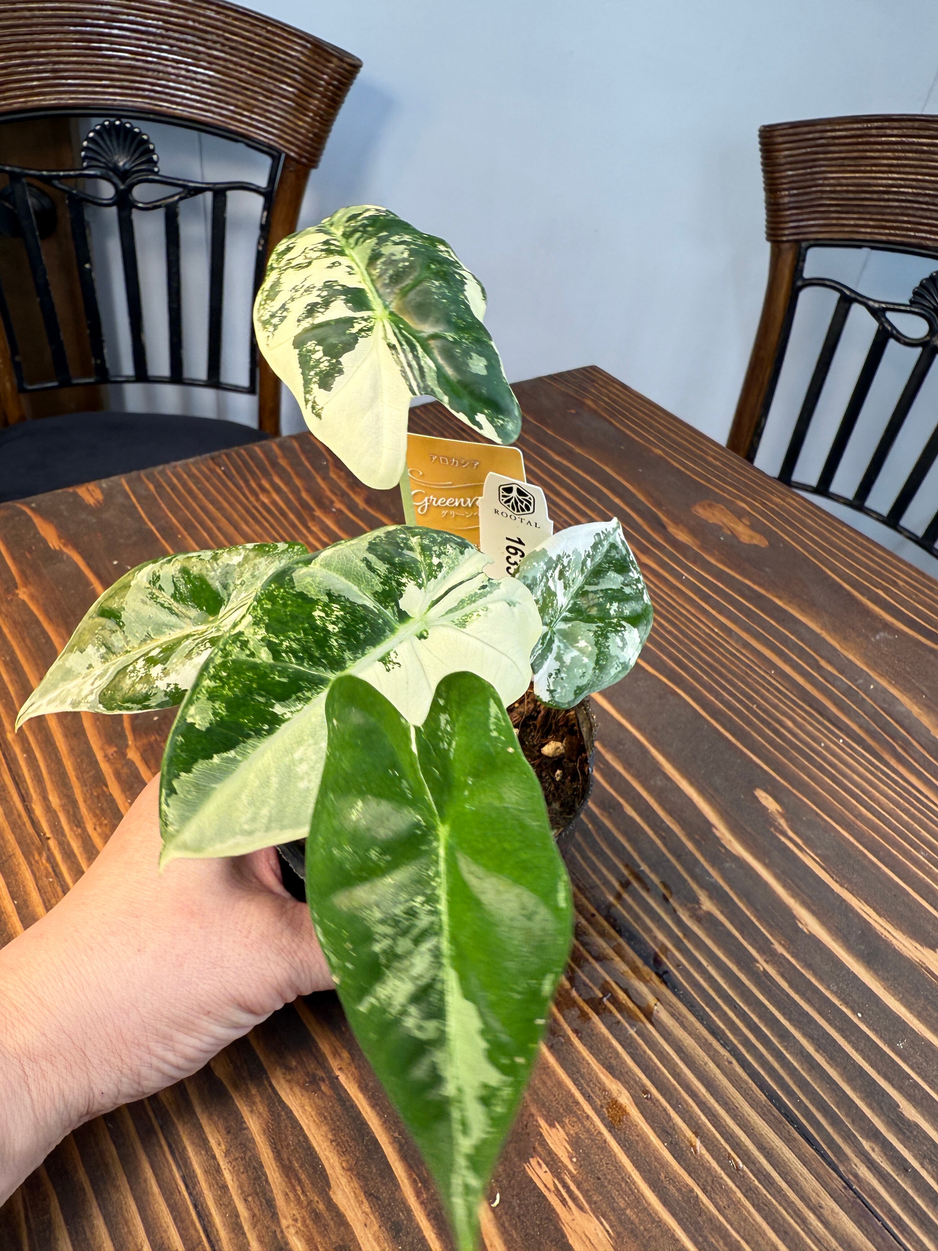 ☆1635【超レア 極み】アロカシア グリーンベルベット