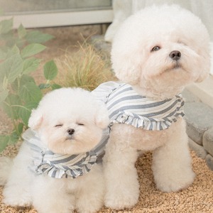 予約【pecoramou select】Bella tutu Harness