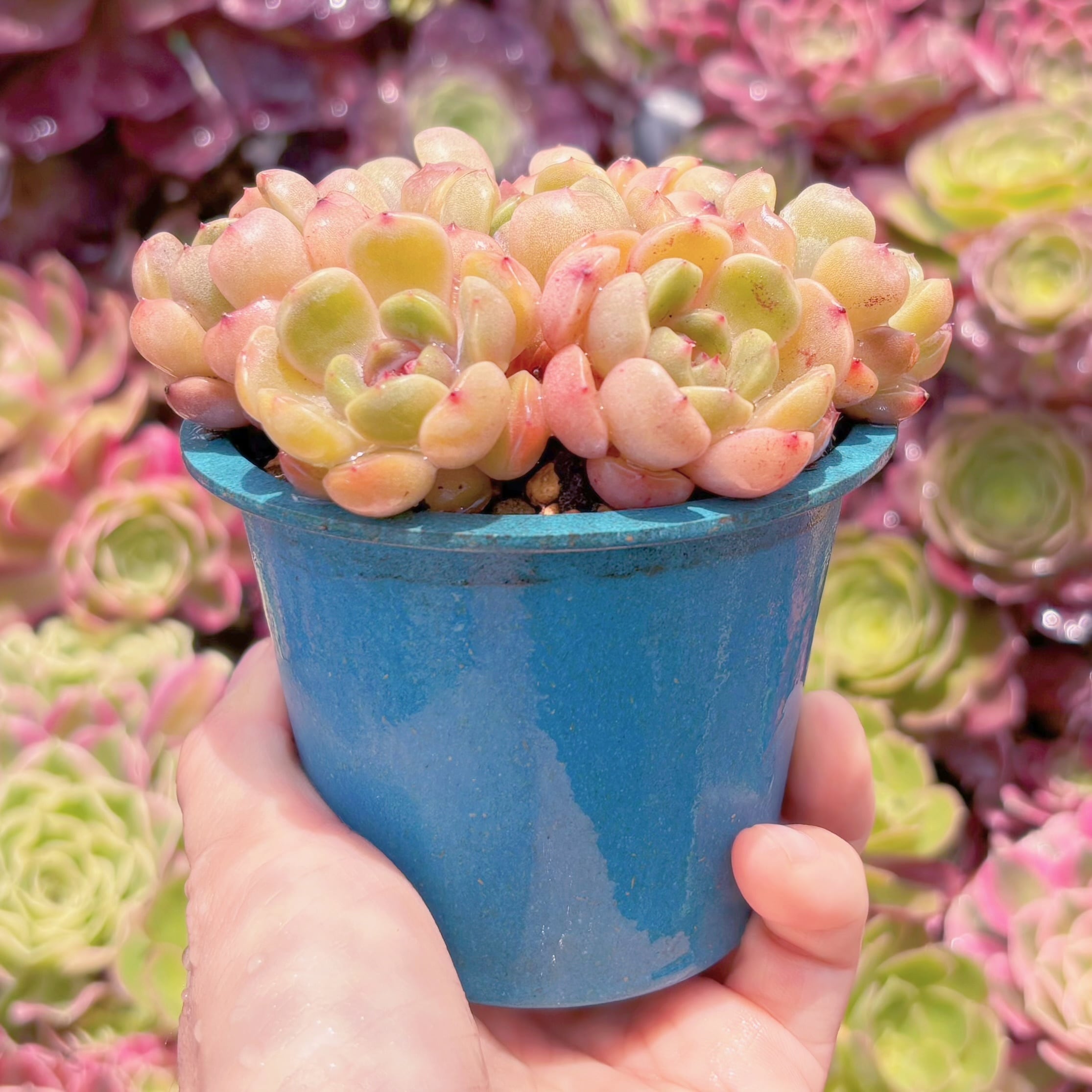 多肉植物 レッドラバー(7苗) 新入荷 るる農園 | るる農園~多肉植物専門