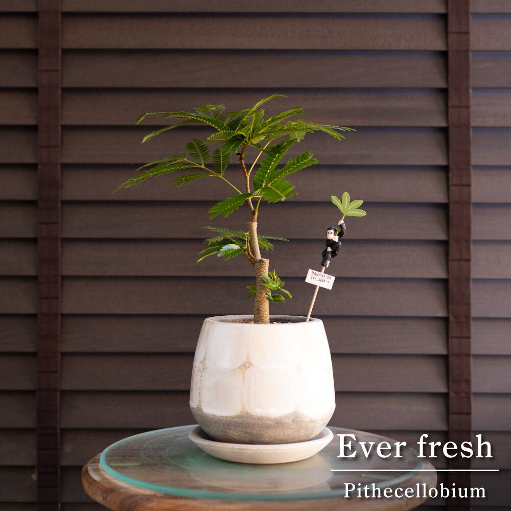エバーフレッシュ 4号 信楽焼 陶器鉢 Ever fresh 観葉植物 盆栽 1018WH