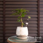 エバーフレッシュ 4号 信楽焼 陶器鉢 Ever fresh 観葉植物 盆栽 1018WH