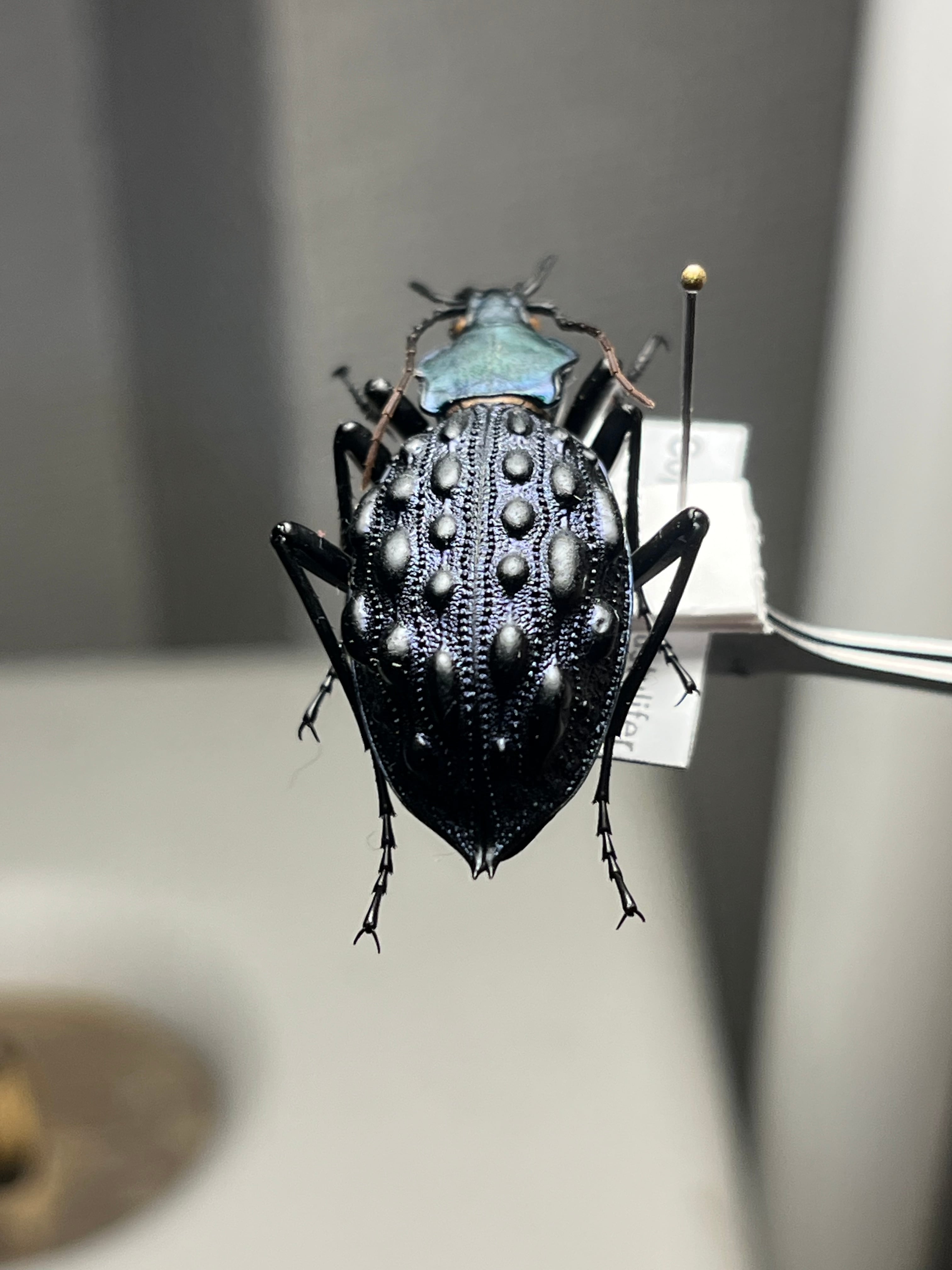 【41mm】Coptolabrus pustuliferイボカブリモドキ標本 41mm】Coptolabrus pustulifer ssp.オサムシ イボカブリモドキ標本