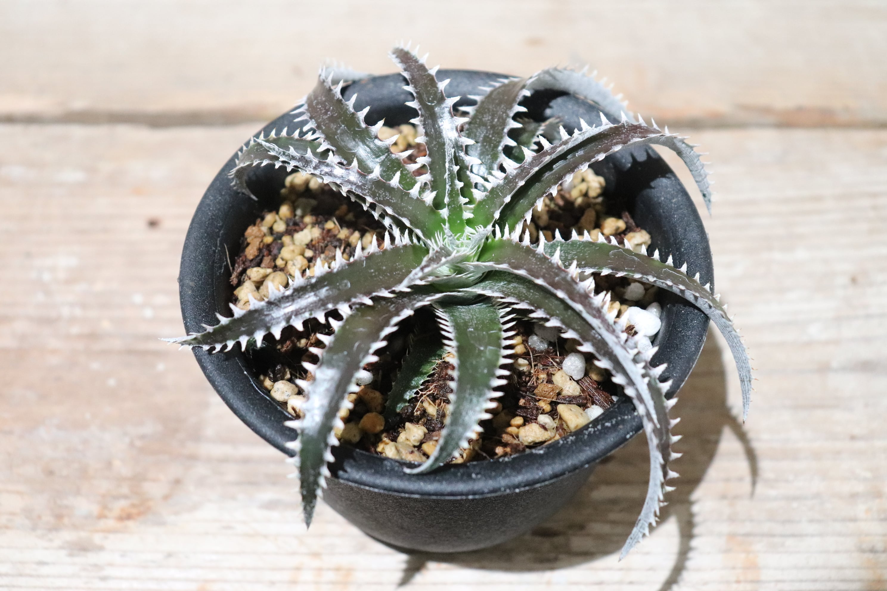 送料無料】('HU5'×'Bill Baker')×Tracking code 'BBB'〔ディッキア