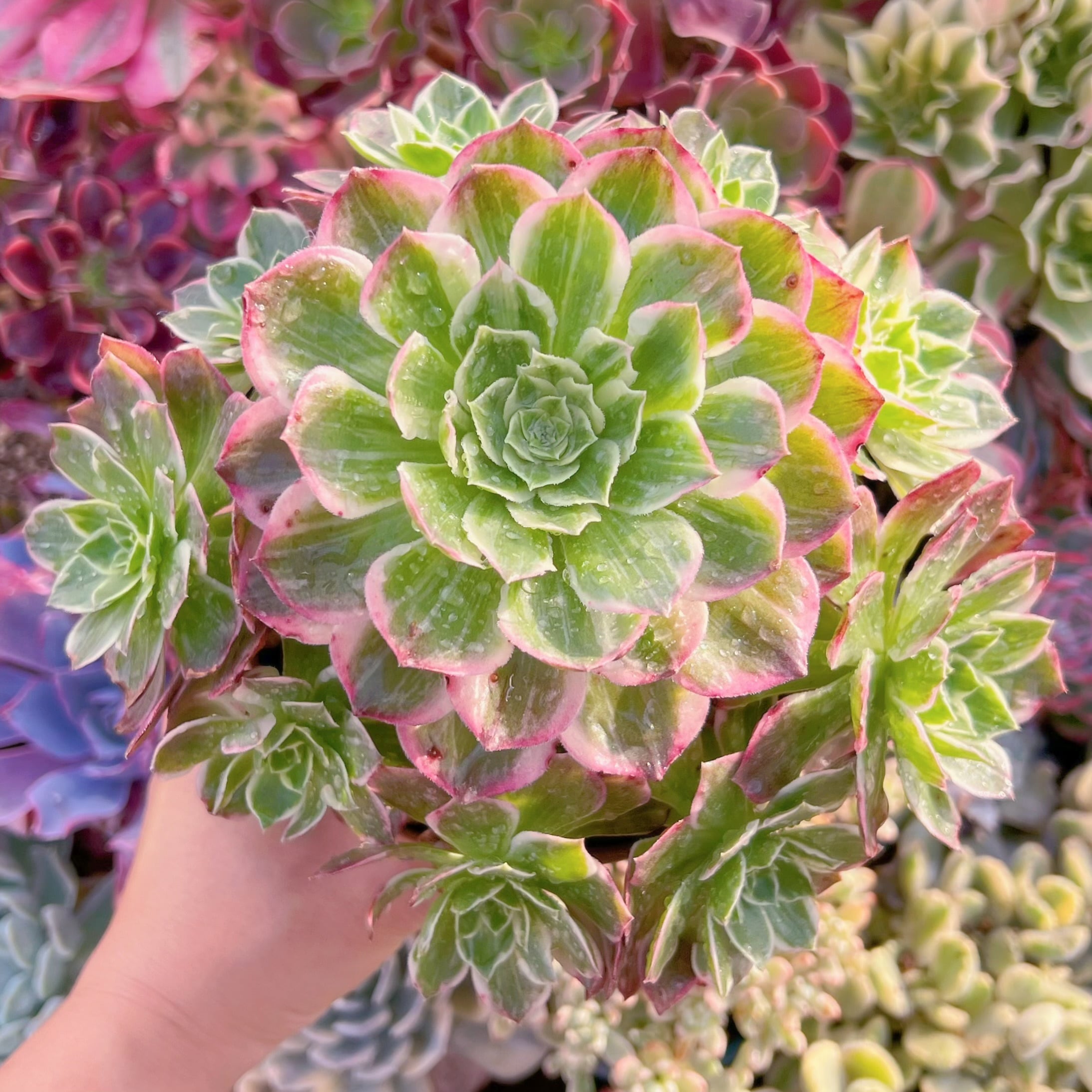 現品　水墨画#1131    特大群生　るる農園