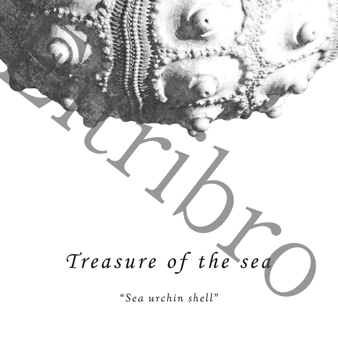 アートポスター / Sea urchin shell No.2　eb078