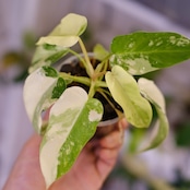 Philodendron Radiatum x Florida Beauty x Mayoi / フィロデンドロン②