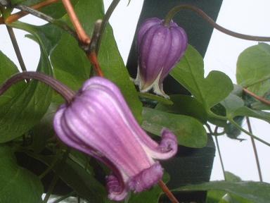 クレマチス 流星 インテグリフォリア系 | mateflowergarden