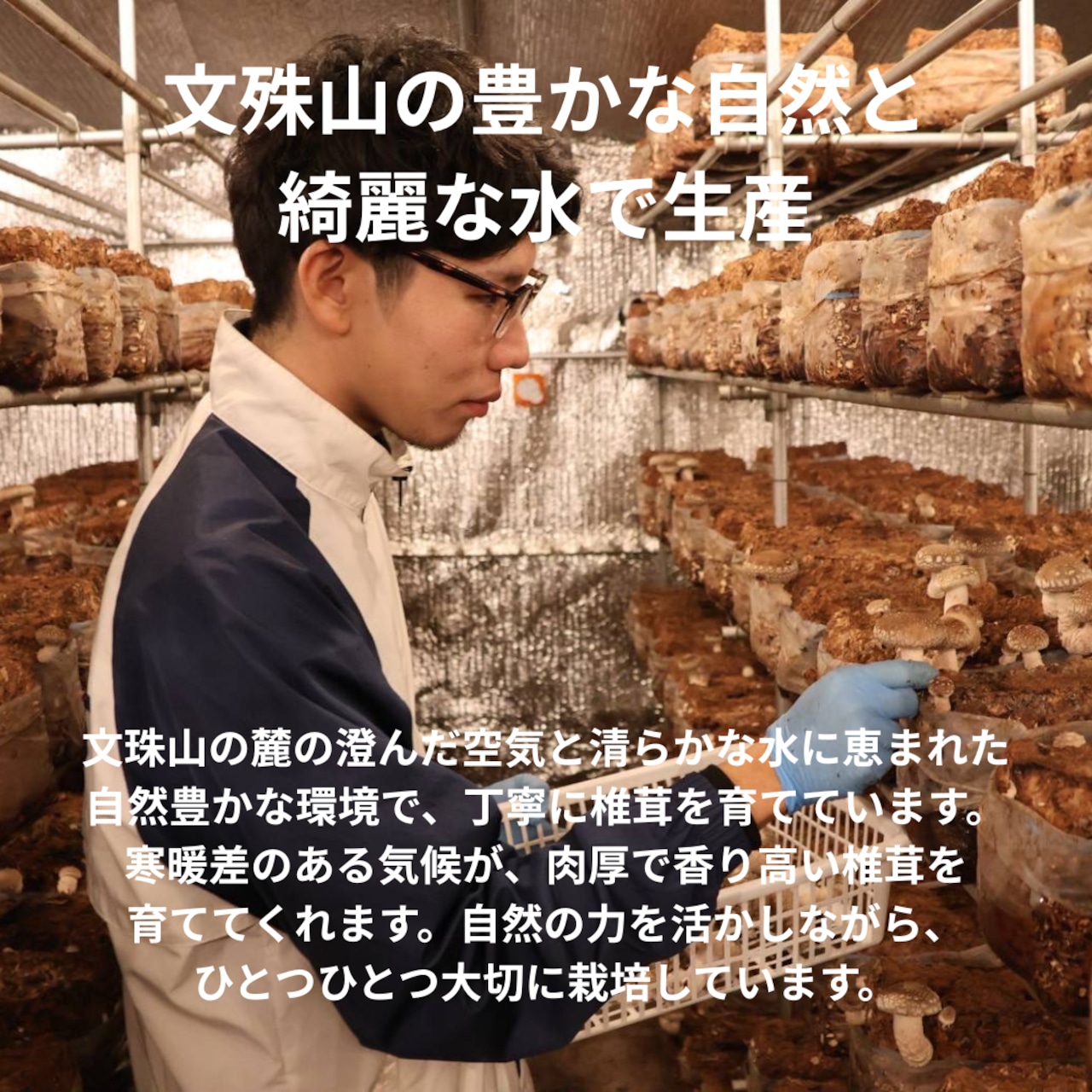 文殊山干しいたけ どんこ(25g)