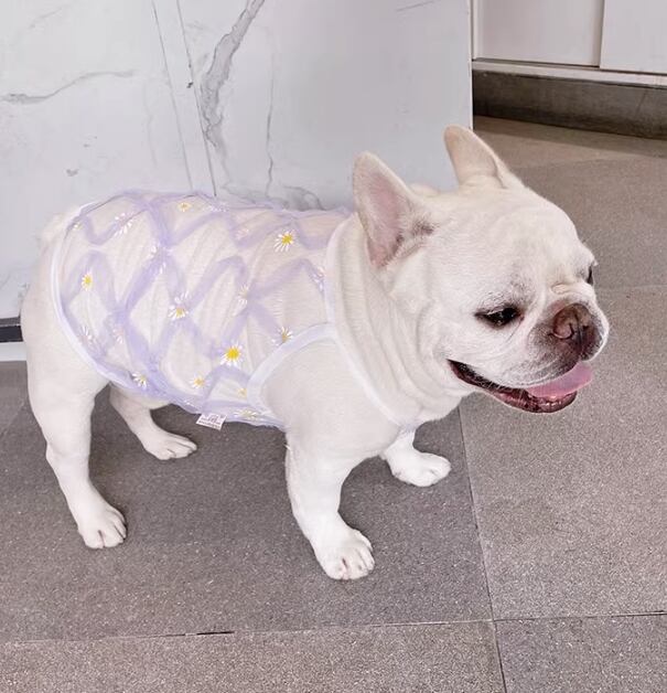 ドッグ 犬 小型犬 フレブル ドッグウェア 室内着 ドレス キャミソール スリム 細身 ストレート 袖無し 肩出し 襟無し お花 透け感 かわいい きれいめ シンプル 上品 おしゃれ レトロ ラフ ルーズ エレガント ラブリー キュート ラグジュアリー アメリカン プレッピー シンプル フレンチ シック 花柄 夏 サマーシーズン 夏服 男の子 女の子 成犬 お出かけ アウトドア 旅行 公園 休日 庭 ガーデン 散歩 ウォーキング 室内 おうち 楽ちん インスタ映え M L XL 2XL