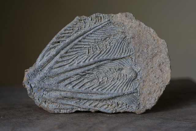 ウミユリ化石 Crinoid Fossil 2