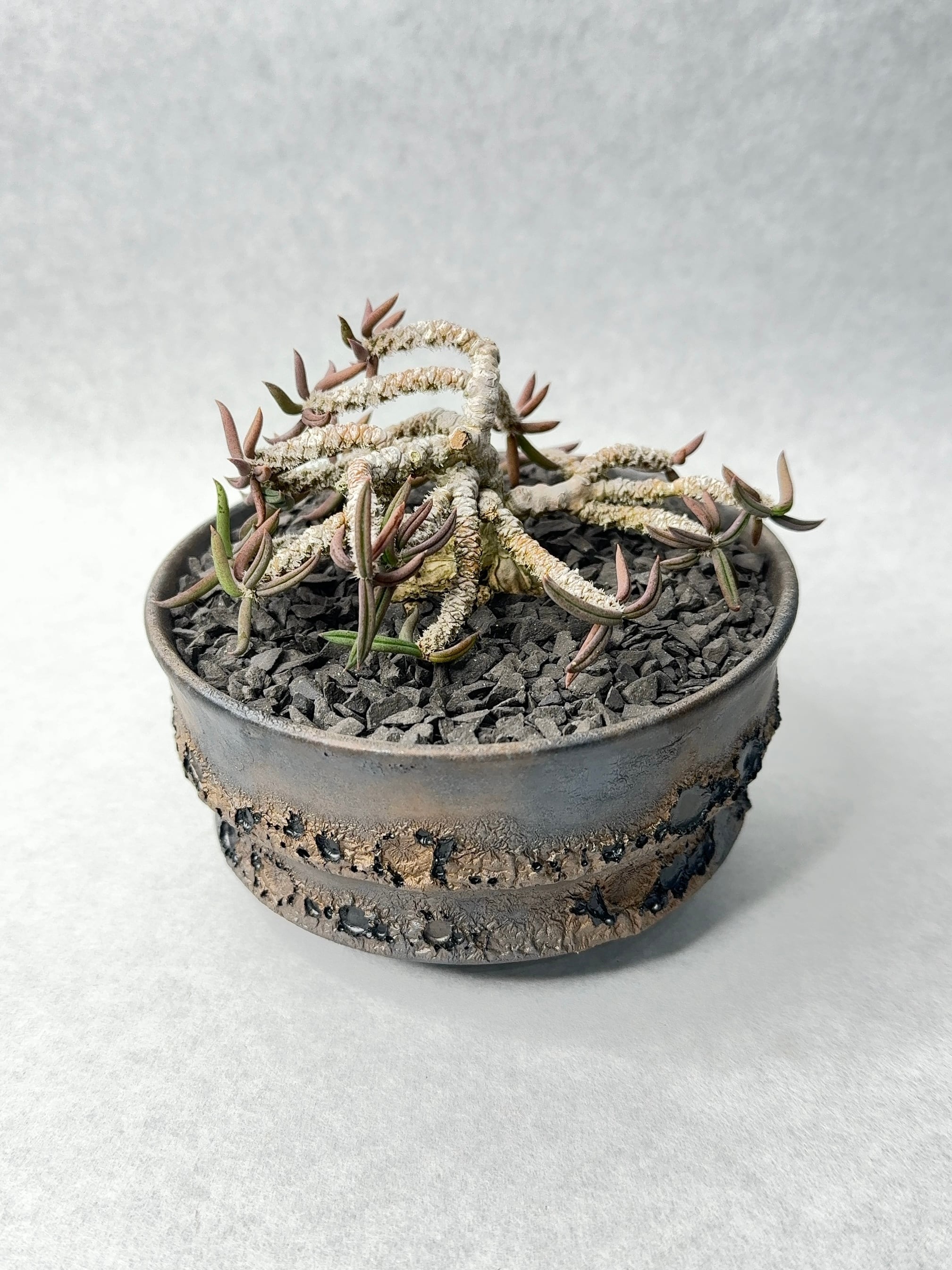 ユーフォルビア・キリンドリフォリア | trigger