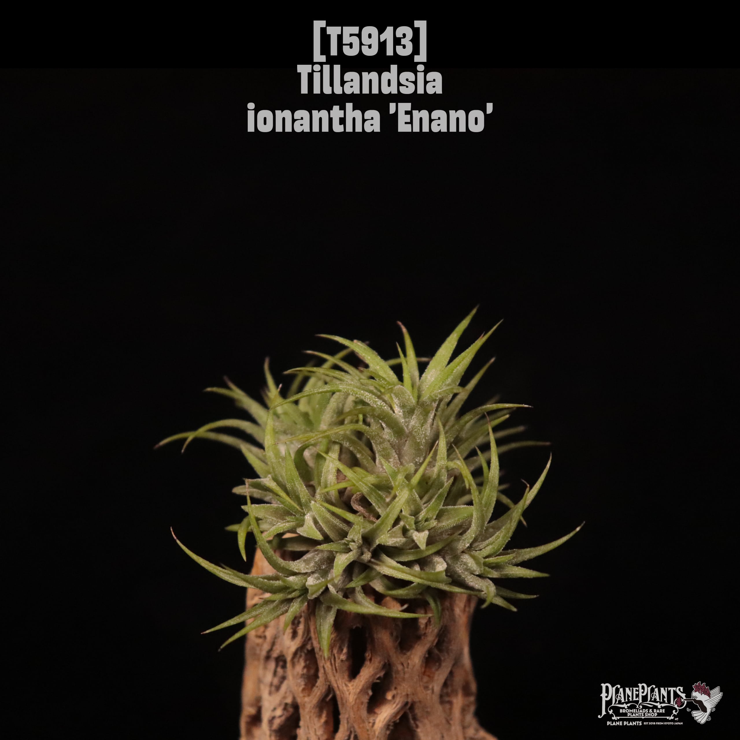 Tillandsia ionantha 'Enano'〔エアプランツ〕T5913