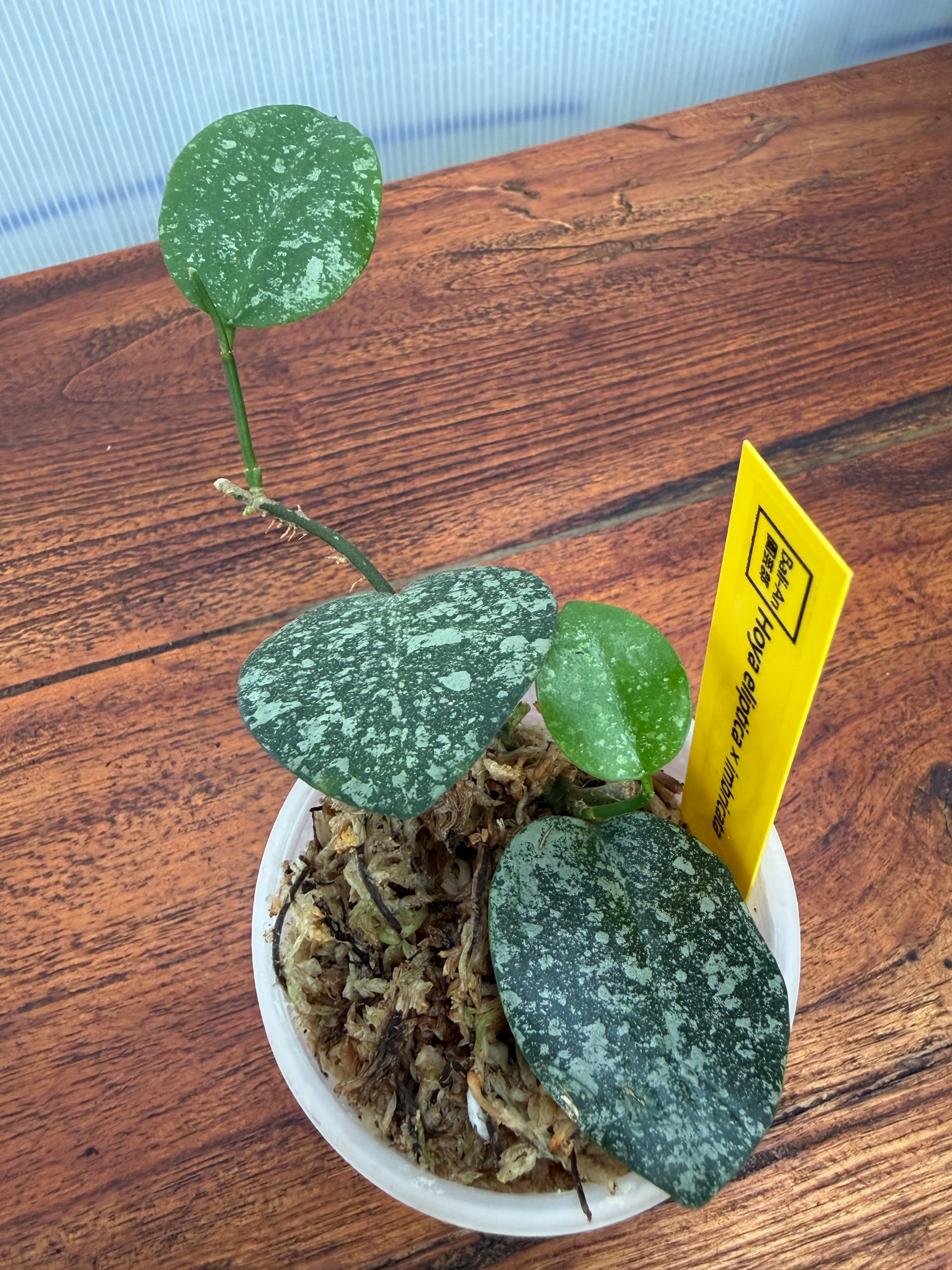 Hoya | BALI-AN 園芸