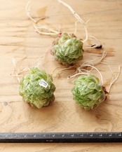 【NEW-STANDARD】 水耕栽培苗 ハオルチア 翠雲錦 Haworthia 'Emerald LED Variegated'