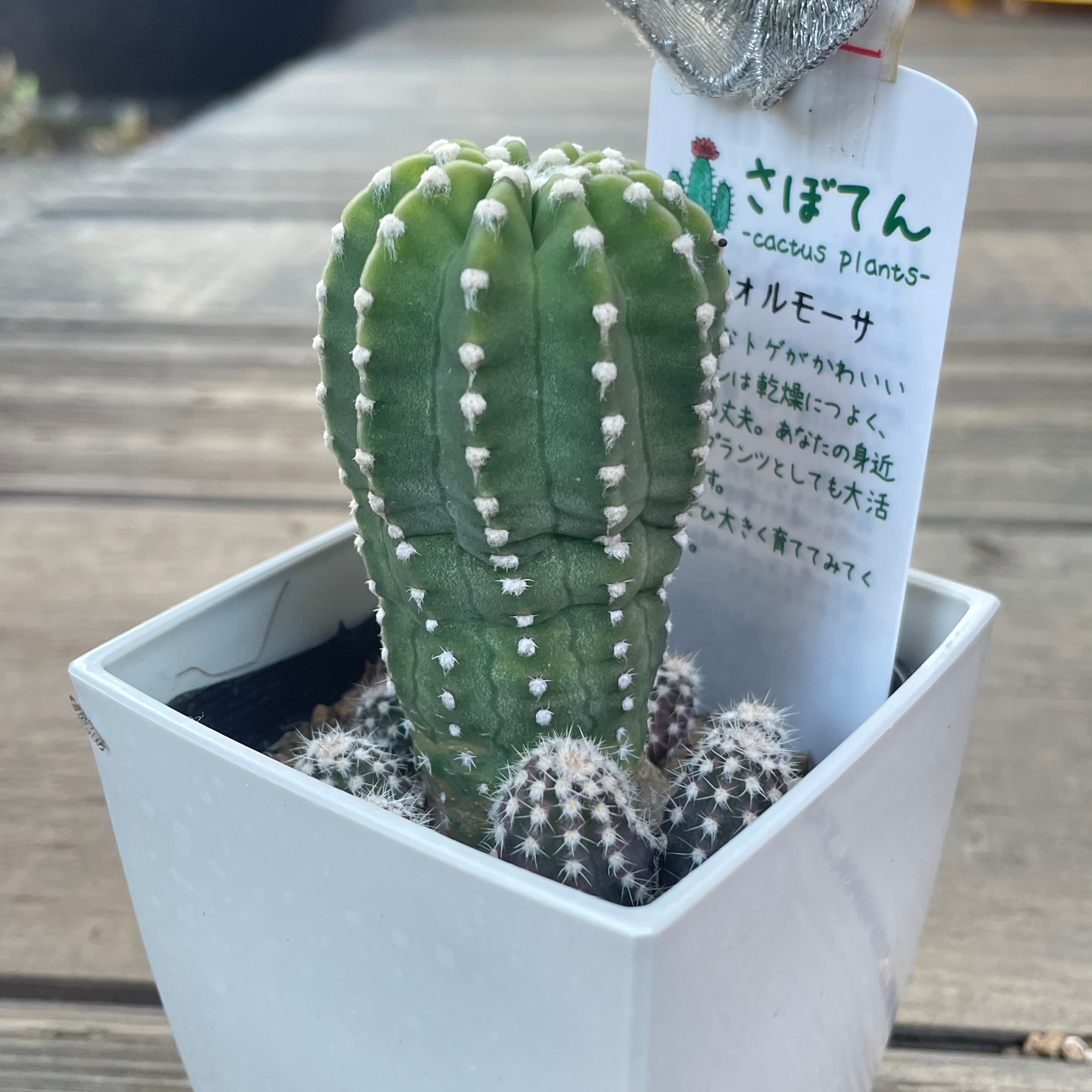 1c5b5741000cfa3788334943af8cbe