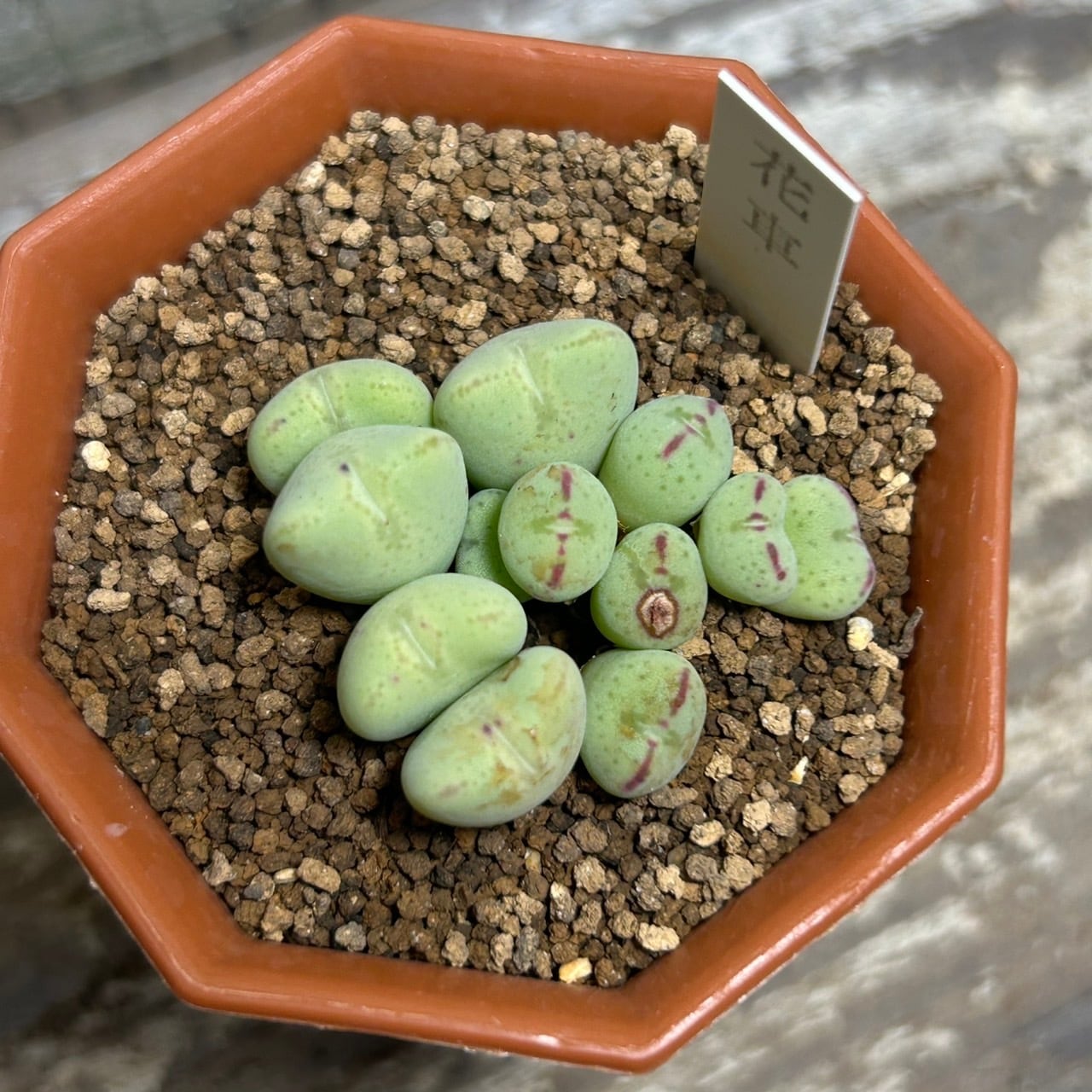 1c5c7926c86d7bd6a9ddd3f2a53a39