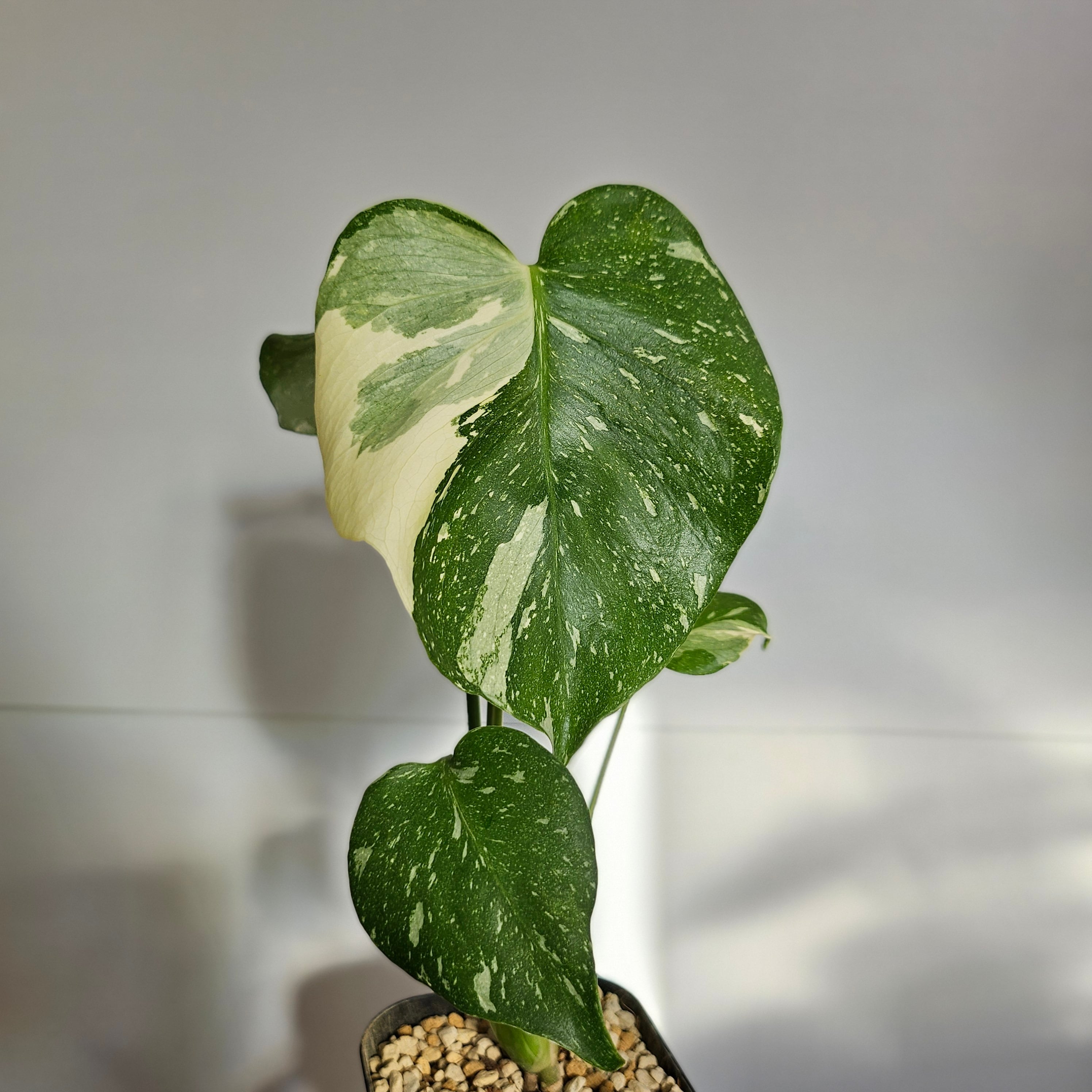 ⑤〔Monstera Thai Constellation〕モンステラデリシオーサタイ ⑤〔Monstera Thai Constellation〕モンステラデリシオーサタイ