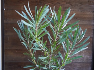 【現物】プロテア ”エクリプス”