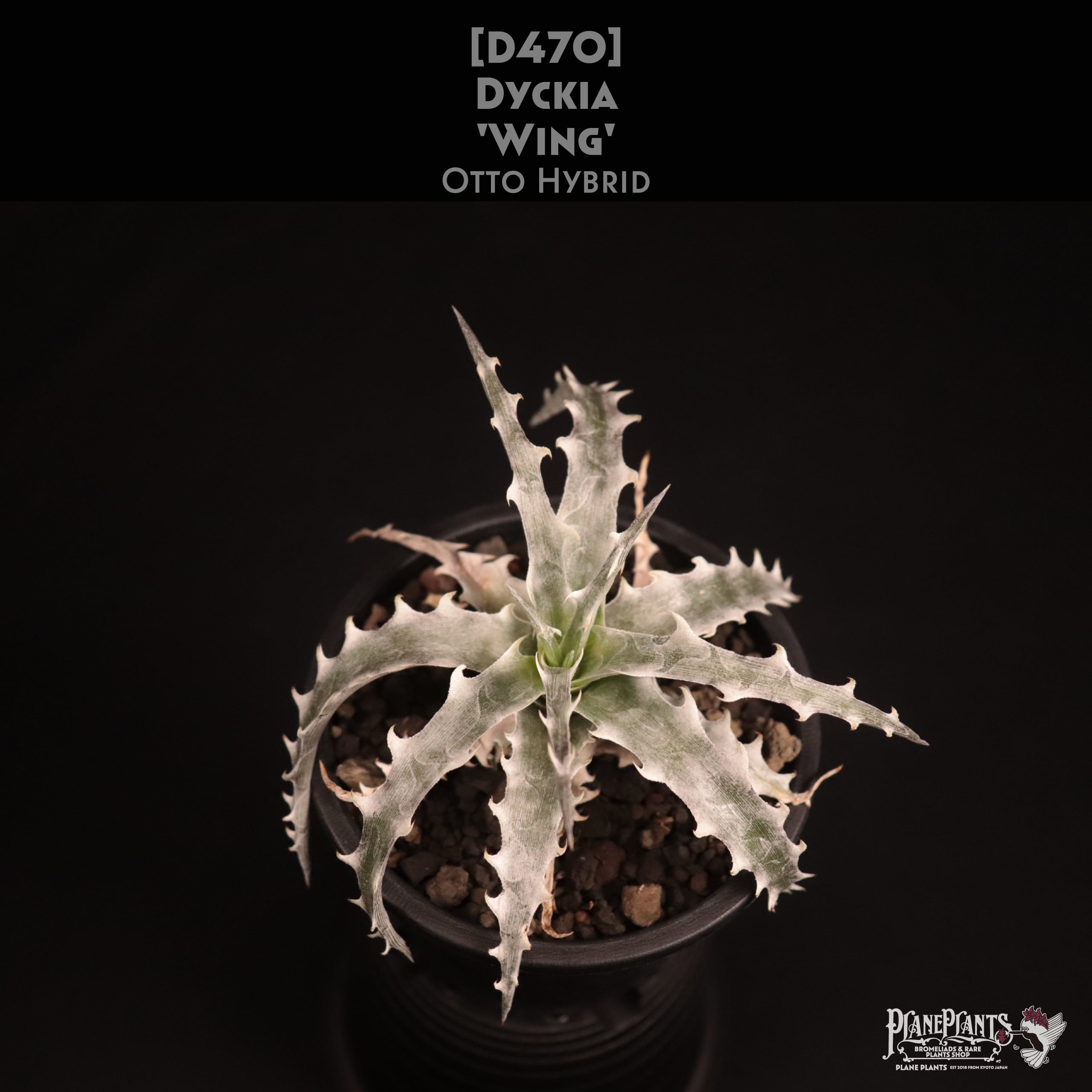 Dyckia ディッキア 9株 ディッキア パラファト Dyckia Pallaphat Dyckia ディッキア 9株 ディッキア パラファト Dyckia Pallaphat