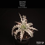 【送料無料】Dyckia 'Wing'〔ディッキア〕現品発送D0470