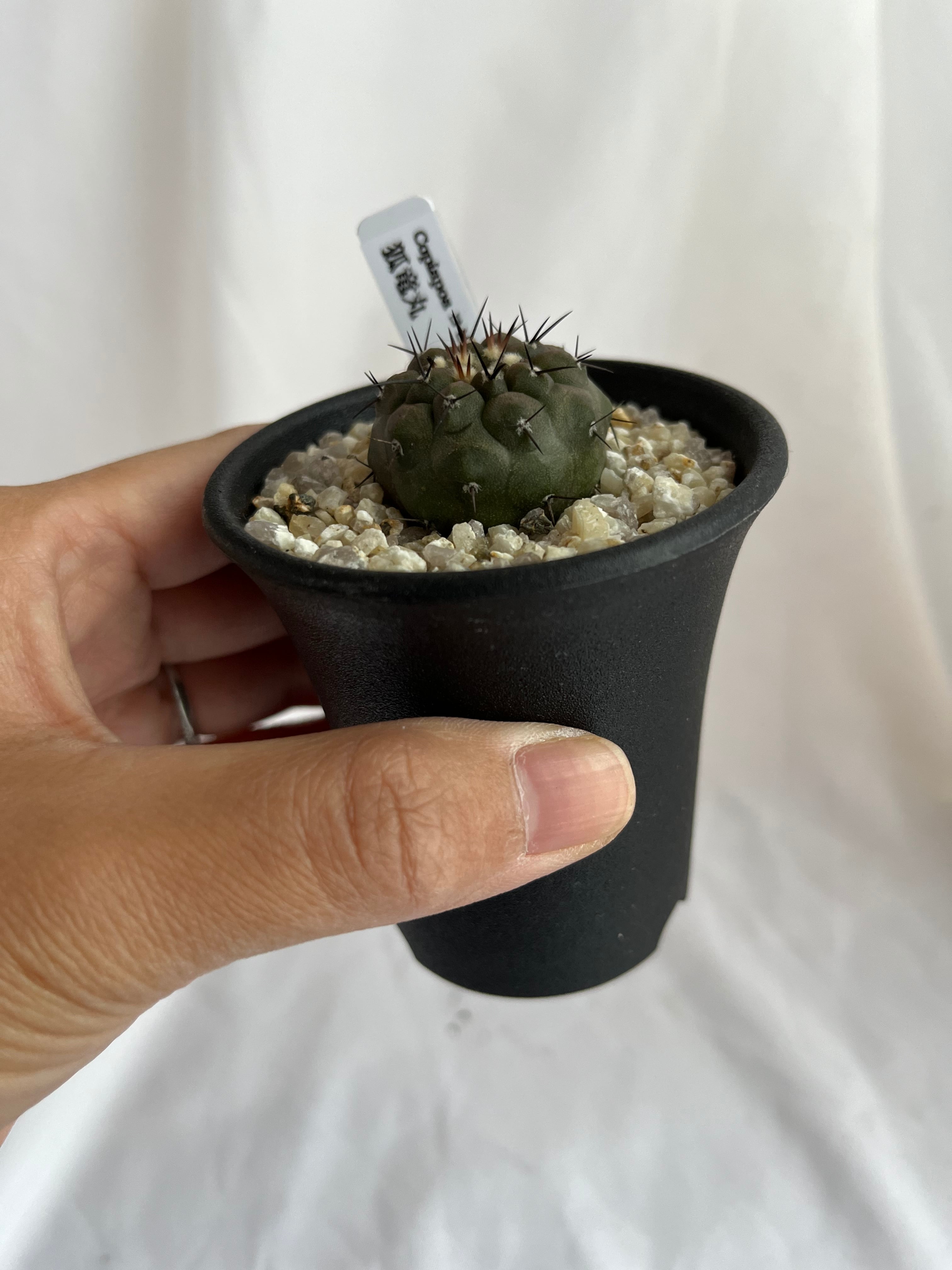 Copiapoa cinerea var. columna-alba コピアポア コルムナアルバ Copiapoa cinerea var. columna-alba コピアポア コルムナアルバ