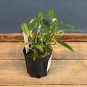 【伊藤蟻】Columnea verecunda【339】