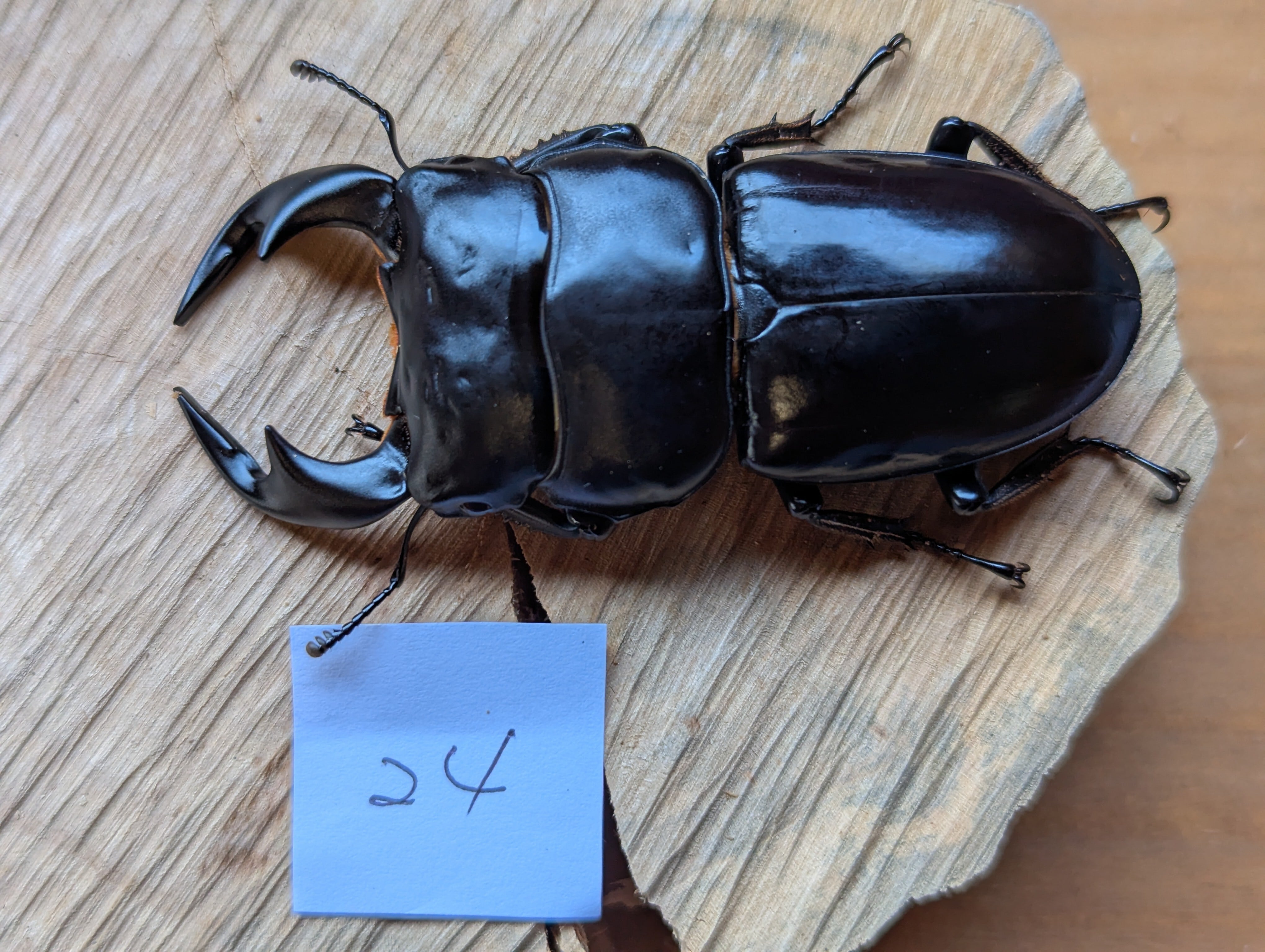 色残抜群】トゲアクマツユムシ リオック 直翅類 カマキリ マンティス