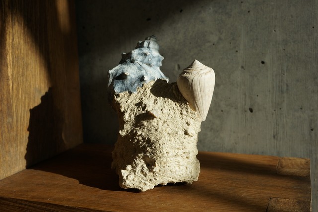 フランス産巻貝化石 Gastropod Fossil 1446