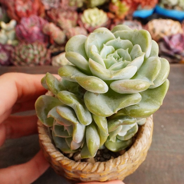 【ハートエンジェル 2】韓国多肉　かわいい　おすすめ