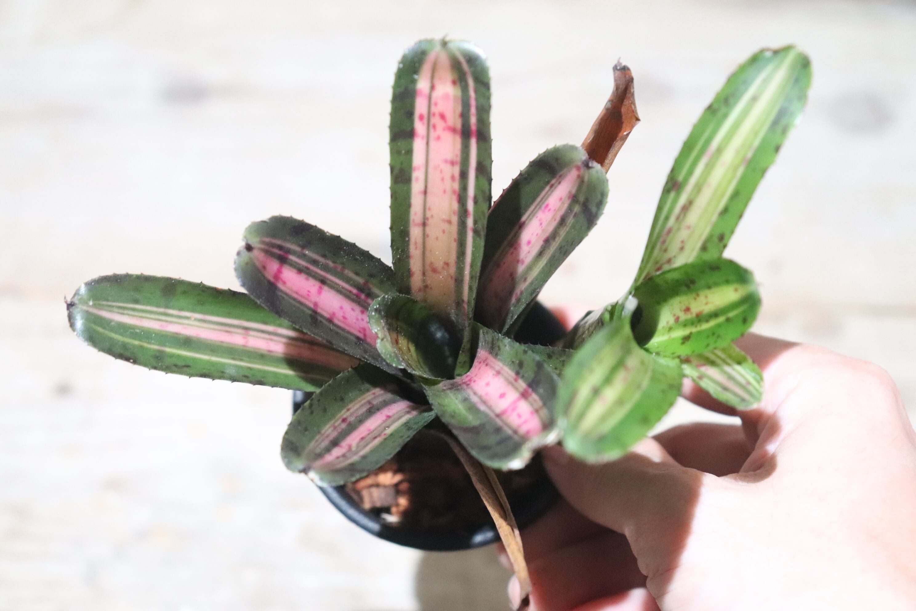 送料無料】Neoregelia 'Star Blast'〔ネオレゲリア〕現品発送N0122