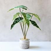 観葉植物 フェイクグリーン アロカシア クワズイモ  コンクリート鉢 インテリアグリーン
